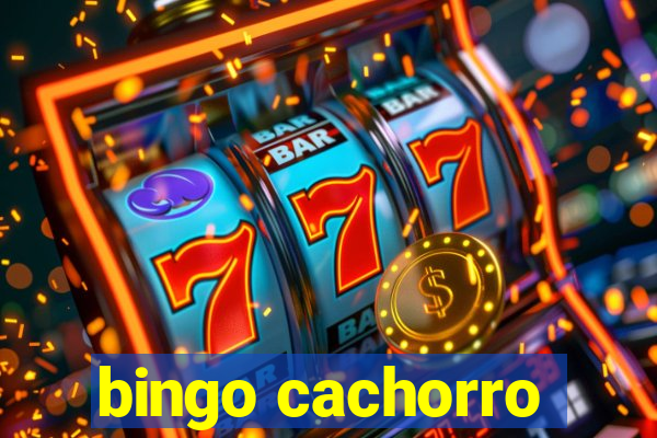 bingo cachorro