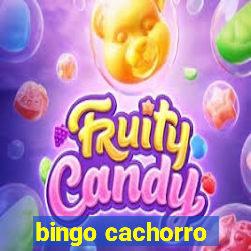 bingo cachorro